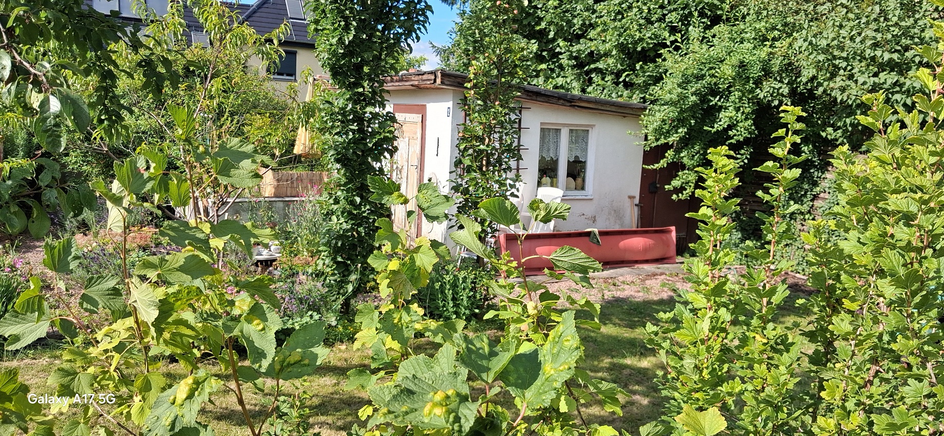 KGV "Wiesengrund" e.V., Freiberg, verschiedene Parzellen – Bild 7